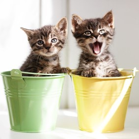 How to Train Your Kitten to Use the Litter Box