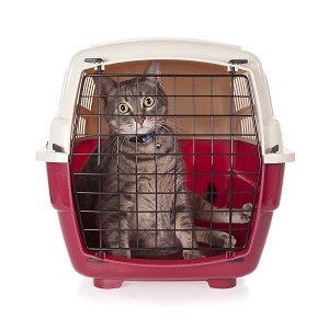 Cat Carriers for Safety